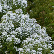 Thlaspi Géant à fleur de jacinthe