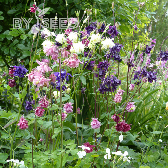 Ancolie des jardins double 'Granny's Bonnets' Mix