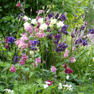 Ancolie des jardins double 'Granny's Bonnets' Mix