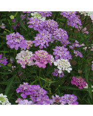 Thlaspi Géant à fleur de jacinthe