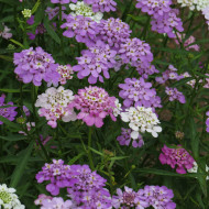Thlaspi nain Fairy Mix