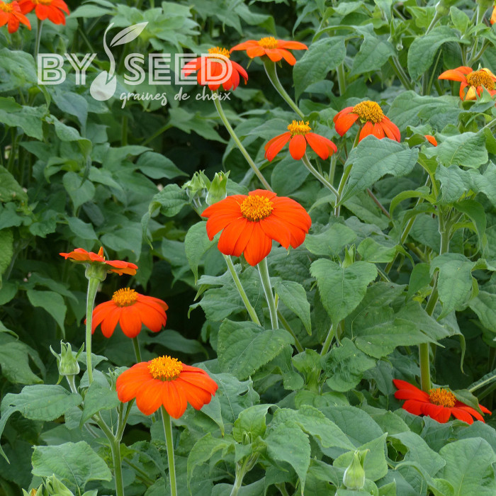 Tithonia ou Soleil du Mexique Torch