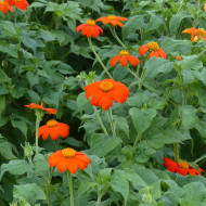 Tithonia ou Soleil du Mexique Torch