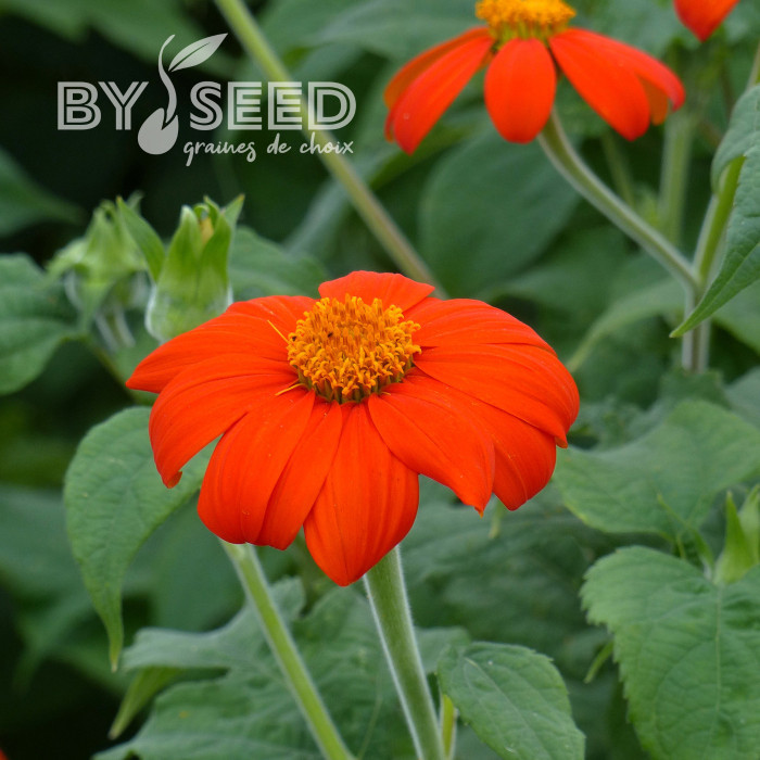 Tithonia ou Soleil du Mexique Torch