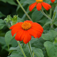 Tithonia ou Soleil du Mexique Torch