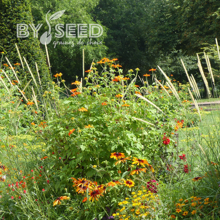 Tithonia ou Soleil du Mexique Torch