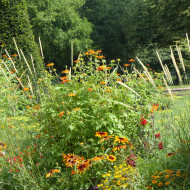 Tithonia ou Soleil du Mexique Torch