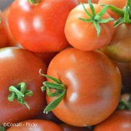 Tomate Ailsa Craig