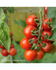 Tomate Ailsa Craig
