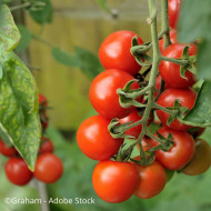 Tomate Alicante