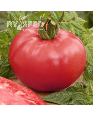 Tomate Faworyt
