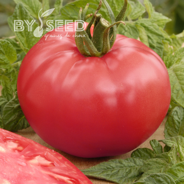 Tomate Faworyt