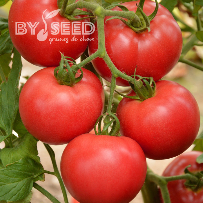 Tomate Faworyt