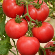 Tomate Faworyt
