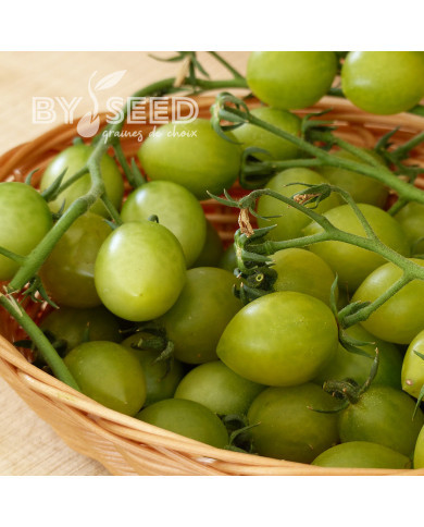 Tomate Green Envy