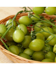 Tomate Moneymaker