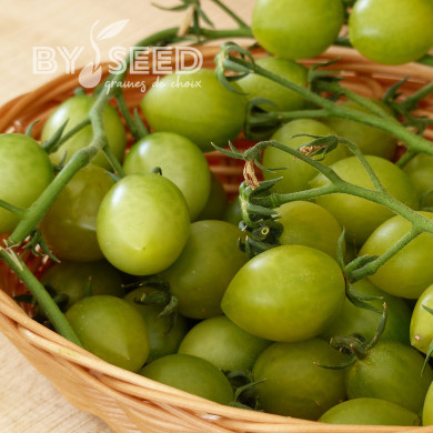 Tomate Green Envy