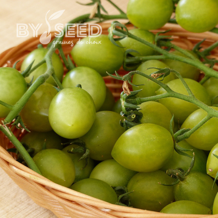 Tomate Green Envy