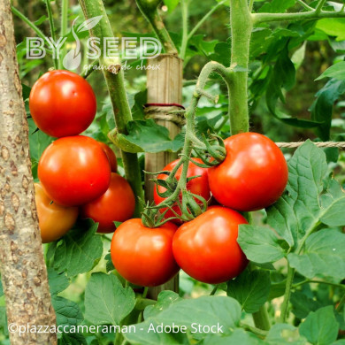 Tomate Moneymaker