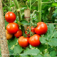 Tomate Moneymaker