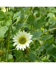 Soleil de Maximilien - Helianthus maximilianus