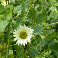 Tournesol debilis Italian Green Heart