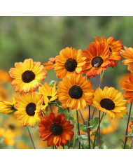 Tournesol debilis Soluna Cream