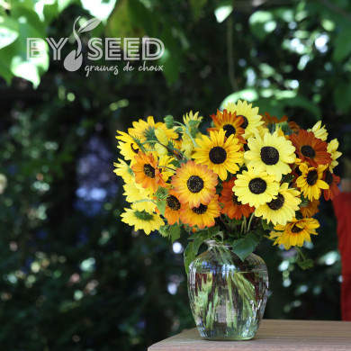 Tournesol debilis Soluna Mix
