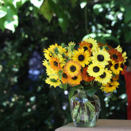 Tournesol debilis Soluna Mix