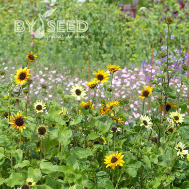 Tournesol debilis Soluna Mix