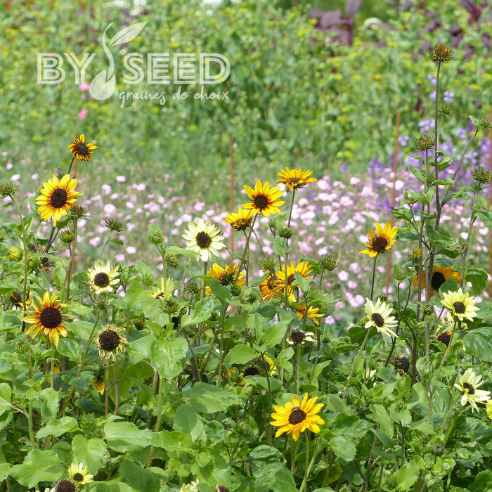 Tournesol debilis Soluna Mix