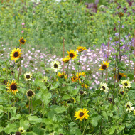 Tournesol debilis Soluna Mix