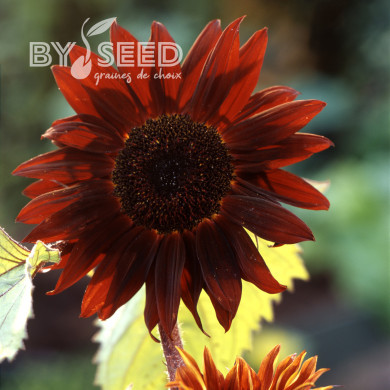 Tournesol F1 Claret