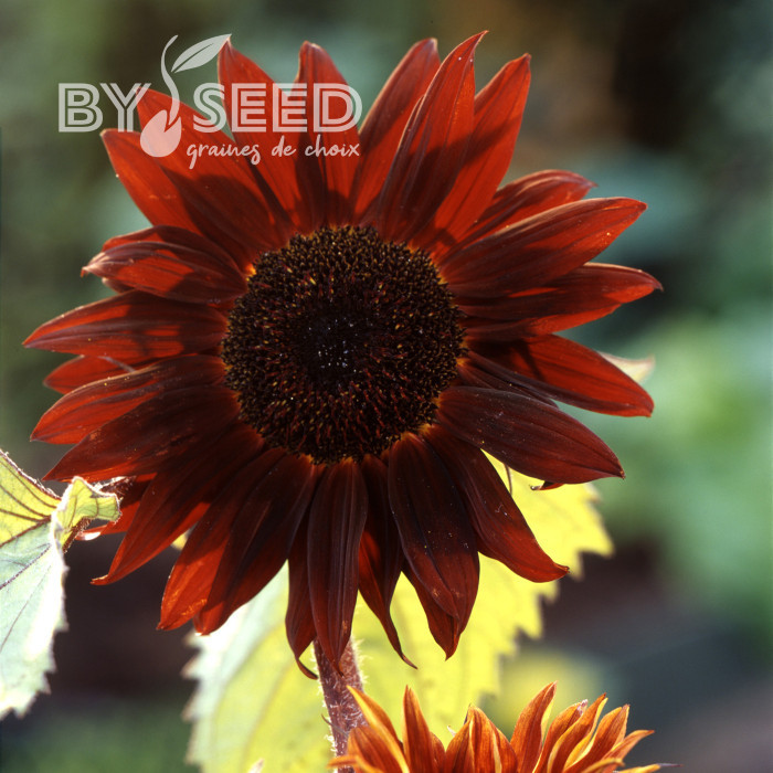 Tournesol F1 Claret