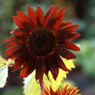 Tournesol F1 Claret