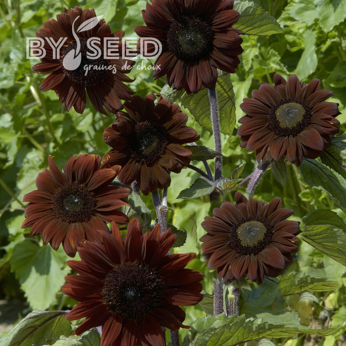 Tournesol F1 Claret