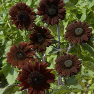 Tournesol F1 Claret