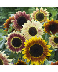 Tournesol F1 Shock-O-Lat