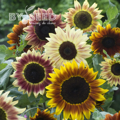 Tournesol F1 Harlequin