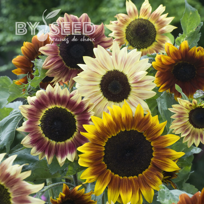 Tournesol F1 Harlequin