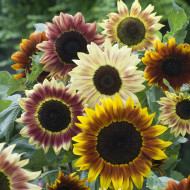Tournesol F1 Harlequin