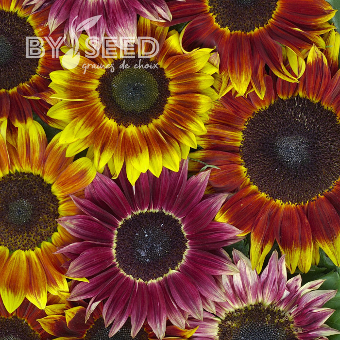Tournesol F1 Harlequin