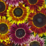 Tournesol F1 Harlequin