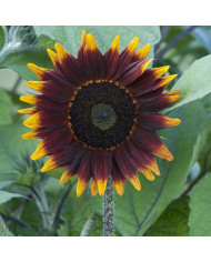 Tournesol F1 Harlequin