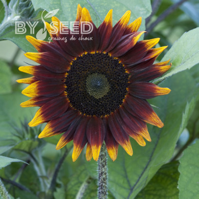Tournesol F1 Shock-O-Lat