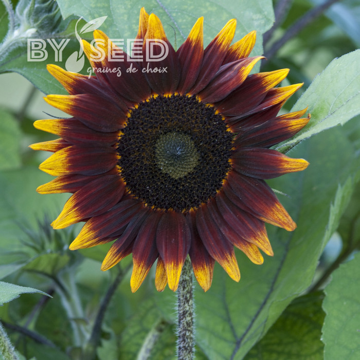 Tournesol F1 Shock-O-Lat