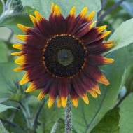 Tournesol F1 Shock-O-Lat