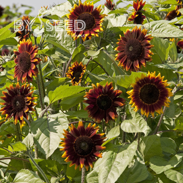 Tournesol F1 Shock-O-Lat