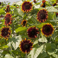 Tournesol F1 Shock-O-Lat