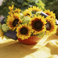 Tournesol F1 Solar Power
